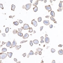 B7-H3/CD276 Recombinant Rabbit Monoclonal Antibody (BLR026F), Bethyl Laboratories