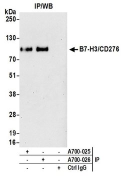 B7-H3/CD276 Recombinant Rabbit Monoclonal Antibody (BLR025F), Bethyl Laboratories:Antibodies:Primary