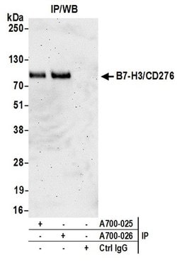 B7-H3/CD276 Recombinant Rabbit Monoclonal Antibody (BLR026F), Bethyl Laboratories
