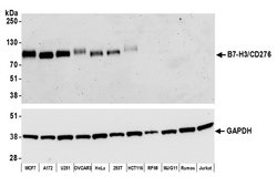 B7-H3/CD276 Recombinant Rabbit Monoclonal Antibody (BLR026F), Bethyl Laboratories