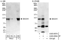 BACH1 Rabbit anti-Human, Polyclonal, Bethyl Laboratories 100 &mu;L | Buy Online | Bethyl Laboratories, Inc | Fisher Scientific