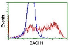 BACH1 Mouse anti-Human, Clone: OTI4E11, lyophilized, TrueMAB 100 &mu;g;