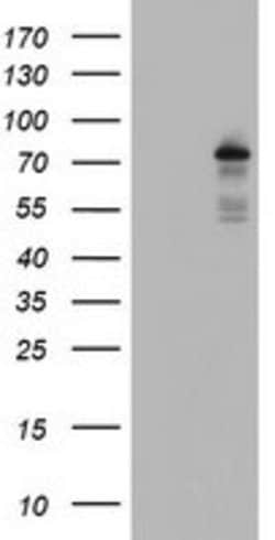 BACH1 Mouse anti-Human, Clone: OTI4E11, lyophilized, TrueMAB 100 &mu;g;
