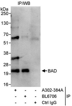 BAD Rabbit anti-Human, Polyclonal, Bethyl Laboratories 10 &mu;L | Buy Online | Bethyl Laboratories, Inc | Fisher Scientific