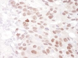 BAF53A Rabbit anti-Human, Mouse, Polyclonal, Bethyl Laboratories 100 &mu;l;