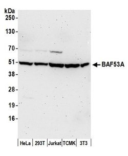 BAF53A Rabbit anti-Human, Mouse, Polyclonal, Bethyl Laboratories 100 &mu;l;