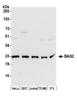 BAG2 Polyclonal Antibody, Bethyl Laboratories 20 &mu;l; Unlabeled:Antibodies,