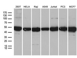 BAG5 Monoclonal Antibody (OTI2D6), TrueMAB , OriGene:Antibodies:Primary