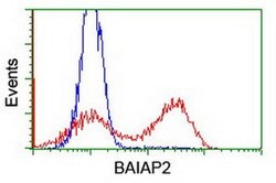 BAIAP2 Monoclonal Antibody (OTI1F4), TrueMAB , OriGene 30 &mu;L; Unconjugated:Antibodies,