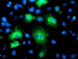 BAIAP2 Monoclonal Antibody (OTI1F4), TrueMAB , OriGene 30 &mu;L; Unconjugated:Antibodies,
