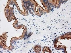 BAIAP2 Monoclonal Antibody (OTI 1D9), TrueMAB , OriGene 30 &mu;L; Unconjugated:Antibodies,