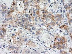 BAIAP2 Monoclonal Antibody (OTI 1D9), TrueMAB , OriGene 30 &mu;L; Unconjugated:Antibodies,