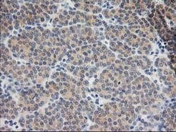 BAIAP2 Mouse anti-Human, Clone: OTI8G8, liquid, TrueMAB 100 &mu;L | Buy Online | Origene Technologies | Fisher Scientific