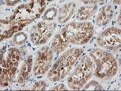 BAIAP2 Mouse anti-Human, Clone: OTI8G8, lyophilized, TrueMAB 100 &mu;g;