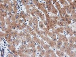 BAIAP2 Mouse anti-Human, Clone: OTI8G8, liquid, TrueMAB 100 &mu;L | Buy Online | Origene Technologies | Fisher Scientific