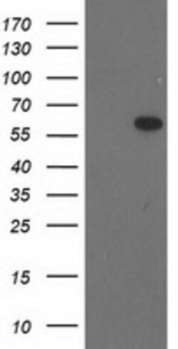 BAIAP2 Mouse anti-Human, Clone: OTI8G8, lyophilized, TrueMAB 100 &mu;g;
