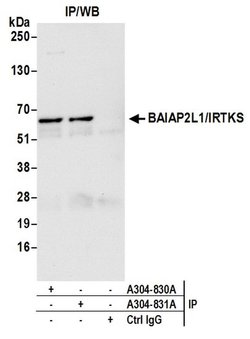 BAIAP2L1/IRTKS Rabbit anti-Human, Polyclonal, Bethyl Laboratories 100 &mu;L;