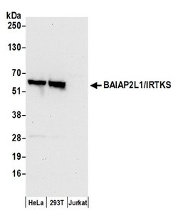 BAIAP2L1/IRTKS Polyclonal Antibody, Bethyl Laboratories:Antibodies:Primary
