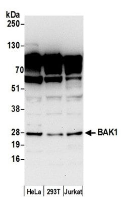 BAK1 Rabbit anti-Human, Polyclonal, Bethyl Laboratories 100 &mu;L; Unconjugated:Antibodies,
