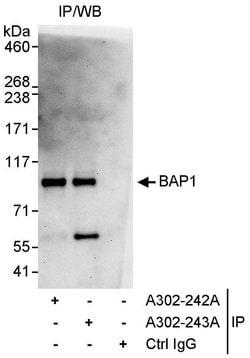 BAP1 Rabbit anti-Human, Polyclonal, Bethyl Laboratories 10 &mu;L; Unconjugated:Antibodies,