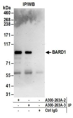 BARD1 Rabbit anti-Human, Polyclonal, Bethyl Laboratories 100 &mu;L; Unconjugated:Antibodies,