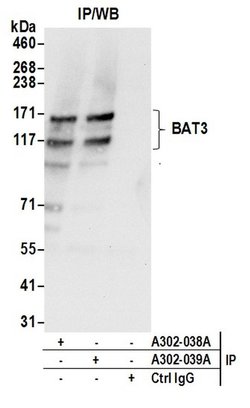 BAT3 Rabbit anti-Human, Polyclonal, Bethyl Laboratories 100 &mu;L | Buy Online | Bethyl Laboratories, Inc | Fisher Scientific