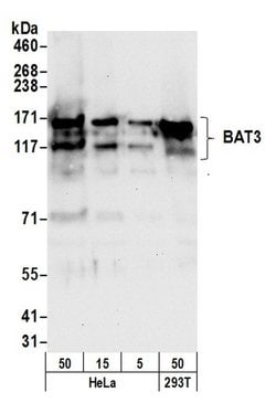 BAT3 Rabbit anti-Human, Polyclonal, Bethyl Laboratories 100 &mu;L | Buy Online | Bethyl Laboratories, Inc | Fisher Scientific