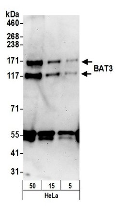 BAT3 Polyclonal Antibody, Bethyl Laboratories 20 &mu;L; Unconjugated:Antibodies,