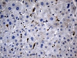 BAX Mouse anti-Human, Clone: OTI2A1, lyophilized, TrueMAB 100 &mu;g; Unconjugated:Antibodies,