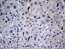 BAX Monoclonal Antibody (OTI2A1), TrueMAB , OriGene 100 &mu;L; Unconjugated:Antibodies,