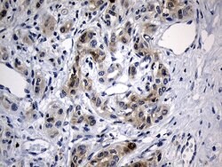 BAX Mouse anti-Human, Clone: OTI2A1, lyophilized, TrueMAB 100 &mu;g; Unconjugated:Antibodies,