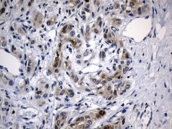 BAX Monoclonal Antibody (OTI2A1), TrueMAB , OriGene 100 &mu;L; Unconjugated:Antibodies,