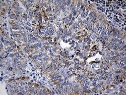 BAX Mouse anti-Human, Clone: OTI3C8, lyophilized, TrueMAB 100 &mu;g; Unconjugated:Antibodies,