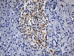 BAX Mouse anti-Human, Clone: OTI3C8, lyophilized, TrueMAB 100 &mu;g; Unconjugated:Antibodies,