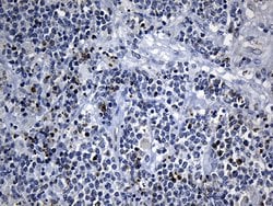 BAX Mouse anti-Human, Clone: OTI3C8, lyophilized, TrueMAB 100 &mu;g; Unconjugated:Antibodies,