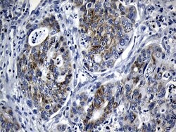 BAX Mouse anti-Human, Clone: OTI3C8, lyophilized, TrueMAB 100 &mu;g; Unconjugated:Antibodies,