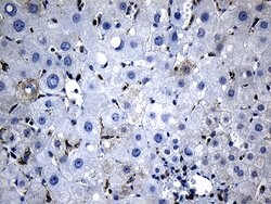 BAX Mouse anti-Human, Clone: OTI3C8, lyophilized, TrueMAB 100 &mu;g; Unconjugated:Antibodies,