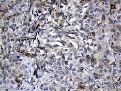 BAX Mouse anti-Human, Clone: OTI3C8, lyophilized, TrueMAB 100 &mu;g; Unconjugated:Antibodies,