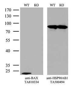 BAX Mouse anti-Human, Clone: OTI2A1, lyophilized, TrueMAB 100 &mu;g; Unconjugated:Antibodies,