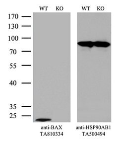 BAX Monoclonal Antibody (OTI2A1), TrueMAB , OriGene 100 &mu;L; Unconjugated:Antibodies,