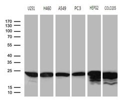 BAX Mouse anti-Human, Clone: OTI2A1, lyophilized, TrueMAB 100 &mu;g; Unconjugated:Antibodies,
