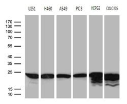 BAX Monoclonal Antibody (OTI2A1), TrueMAB , OriGene:Antibodies:Primary