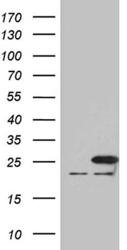 BAX Mouse anti-Human, Clone: OTI3C8, lyophilized, TrueMAB 100 &mu;g; Unconjugated:Antibodies,
