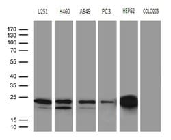 BAX Mouse anti-Human, Clone: OTI3C8, lyophilized, TrueMAB 100 &mu;g; Unconjugated:Antibodies,