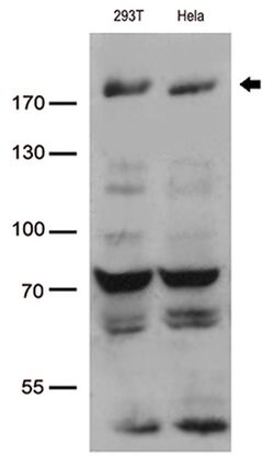 BAZ1B Monoclonal Antibody (OTI3B8), TrueMAB , OriGene 100 &mu;L; Unconjugated:Antibodies,
