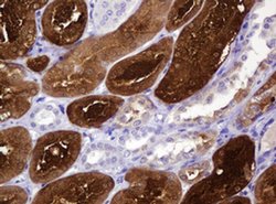 BBOX1 Monoclonal Antibody (OTI1D11), TrueMAB , OriGene 100 &mu;L; Unconjugated:Antibodies,