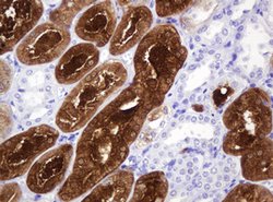 BBOX1 Mouse anti-Human, Clone: OTI3B6, lyophilized, TrueMAB 100 &mu;g;