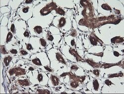 BBOX1 Monoclonal Antibody (OTI4F9), TrueMAB , OriGene 100 &mu;L; Unconjugated:Antibodies,