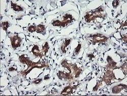BBOX1 Monoclonal Antibody (OTI2G1), TrueMAB , OriGene 100 &mu;L; Unconjugated:Antibodies,