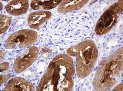 BBOX1 Monoclonal Antibody (OTI8A8), TrueMAB , OriGene 100 &mu;L; Unconjugated:Antibodies,